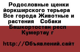 Родословные щенки йоркширского терьера - Все города Животные и растения » Собаки   . Башкортостан респ.,Кумертау г.